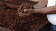 Minagri: Exportaciones de cacao cerrarán este año en más de US$ 300 millones
