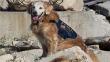 Estados Unidos: Murió la última perra de rescate de los atentados del 11-S