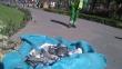 Arequipa: Decenas de palomas aparecen muertas en la Plaza de Armas 