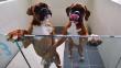 Corea del Sur: Laboratorio clona perros por US$100 mil [Video]