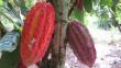 La ruta del cacao: la semilla que cambió la vida de muchos en Tarapoto [Video]