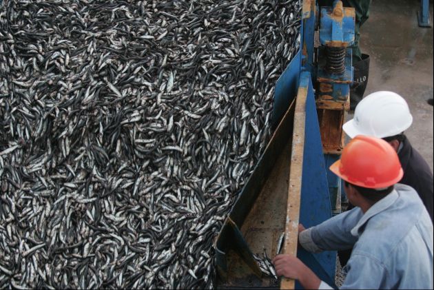 El Perú se mantiene como primer productor de harina de pescado. (Perú21)
