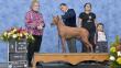 ‘Limón’, el perro peruano sin pelo que se luce en Chile y acaba de ganar otro prestigioso premio