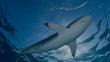 ¿Quieres saber más sobre los tiburones? Estos documentales te pueden interesar