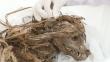 Parque de las Leyendas: Exhiben restos de animales sepultados hace más de mil años por la cultura Lima