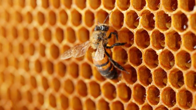 Es importante que cuente con un kit contra la picadura de abejas. (Depositphotos.com/belchonock)