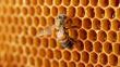 Anímese a incursionar en el rubro de la apicultura con estos consejos