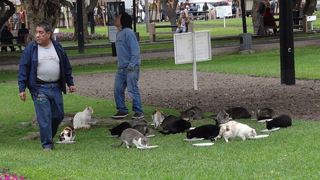 Cerca de 100 gatos fueron retirados del parque Kennedy. (Flickr andsanquiz)