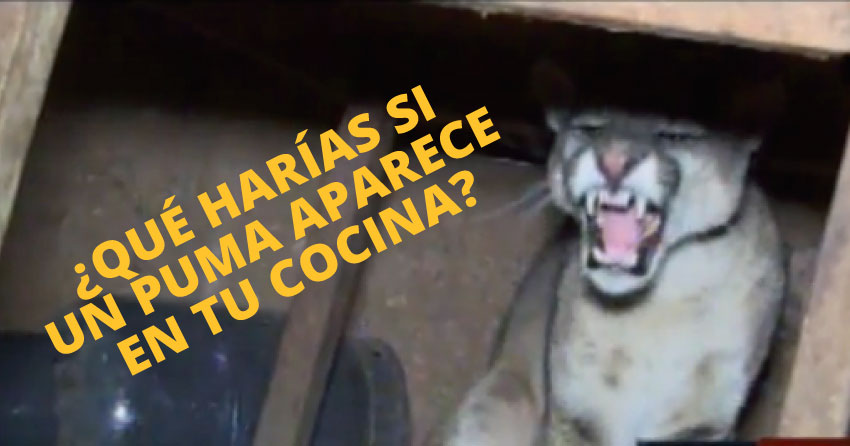 Puma andino se fue encontrado dentro de una vivienda en Huanta, Ayacucho.