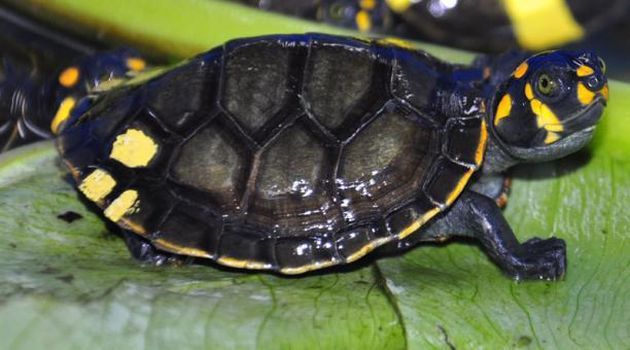 Las tortugas 'charapa', afirman las autoridades del Sernanp, no se comercializan. (Cortesía WCS)