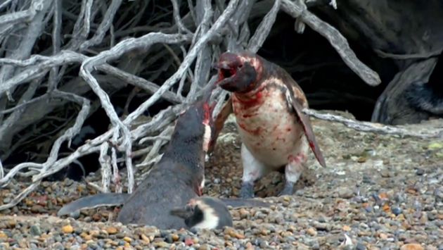 Un pingüino es víctima de infidelidad en un violento y triste video de NatGeo. (Twitter/NatGeoChannel)