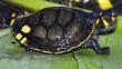 Loreto: 50 mil tortugas 'charapa' serán liberadas en la Reserva Pacaya Samiria