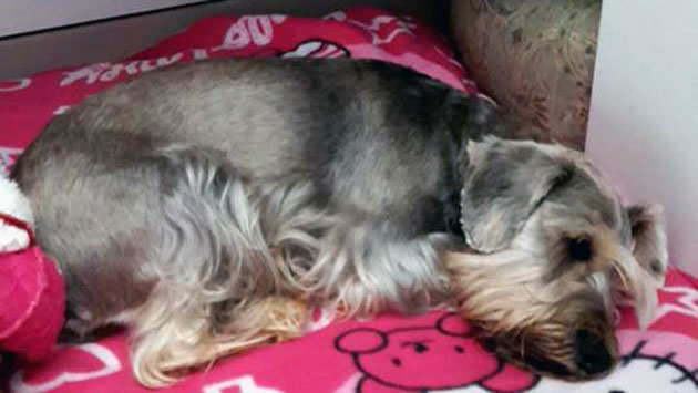 Lola, la schnauzer maltratada en una veterinaria de San Miguel. (Facebook / Gigi Bermeo)