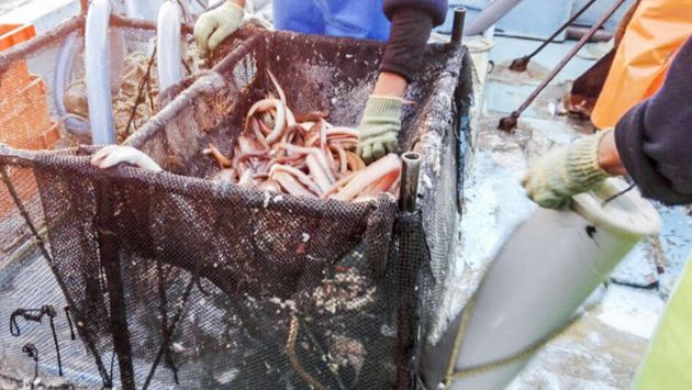 Devolvieron al mar 11 mil ejemplares de anguila viva extraída ilegalmente. (Andina)