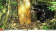 San Martín: Cámaras 'trampa' captan primeras imágenes de oso andino en parque Nacional del Río Abiseo