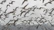 Chorrillos: Cientos de gaviotas de Franklin arriban a los Pantanos de Villa