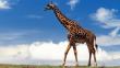 ¡Lamentable! La jirafa ingresa a la lista de especies en peligro de extinción