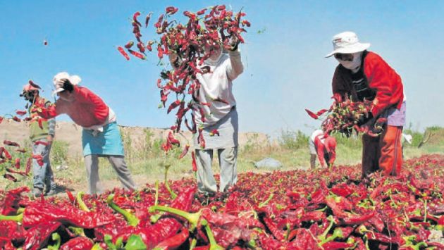 “El cambio en la gestión pública agraria está en marcha", dijo Juan Escobar, funcionario de Minagri. (Perú21)