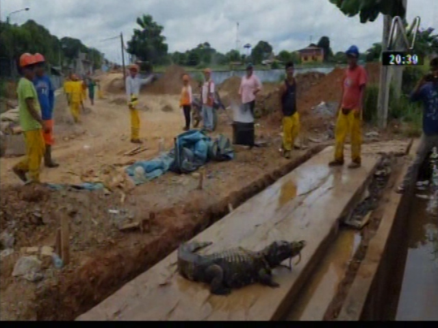 Puerto Maldonado: Hallan un lagarto en plena obra de construcción. (Captura)