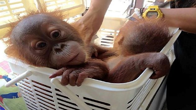 Tailandia: Policías rescatan a dos crías de orangután gracias a supuesta venta vía WhatsApp. (AP)