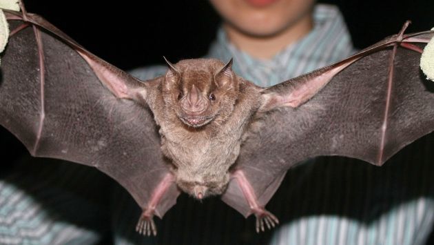 Se realizó 360 este año campañas de control poblacional del murciélago hematófago. (Totsobremamifers)