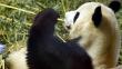 Murió el oso panda macho más viejo del mundo 