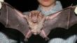 Realizan campañas de control de murciélagos