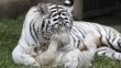 Animales del Zoológico de Huachipa ‘compiten’ por el premio “Garra de Oro” [Fotos]