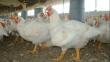 ¿Peligra la oferta y consumo de aves debido a la influenza aviar en Chile?