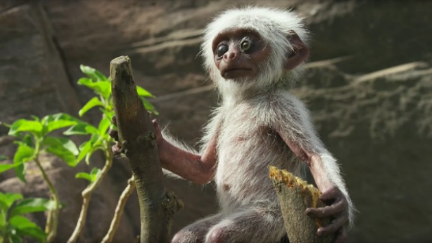 Este mono animatrónico se hizo pasar por una cría. (BBC)