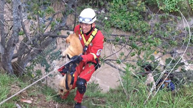 Bomberos rescatan a perrito que se encontraba atrapado en acantilado. (Bomberos)