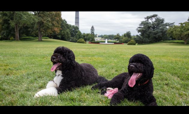 Bo y Sunny, mascotas de la Casa Blanca (Huffington Post).