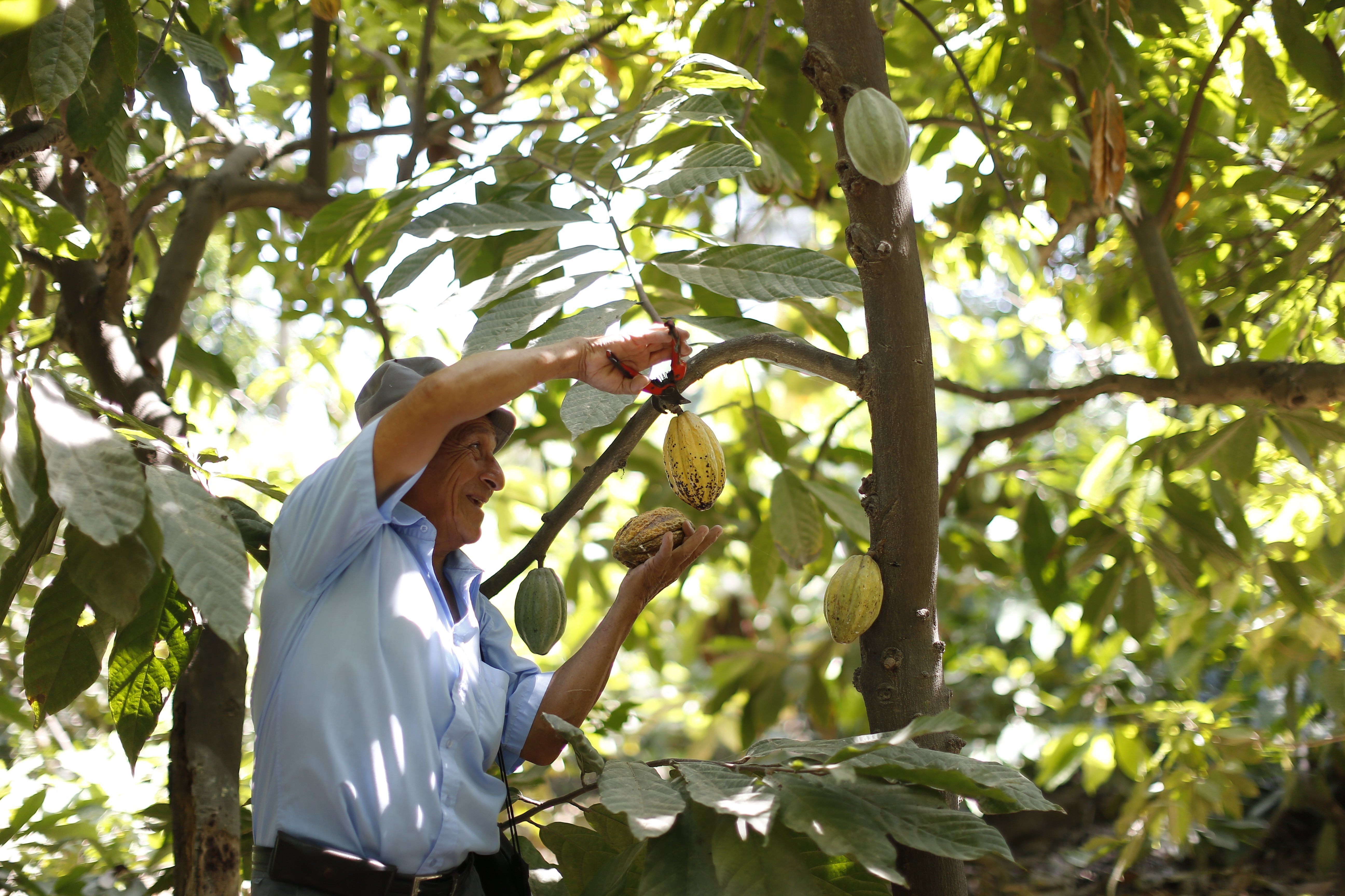 Cacao en el Perú: 36% de la producción mundial se concentra en territorio nacional. (Perú21)