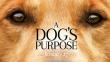 Estreno de 'A Dog's Purpose' fue cancelado tras caso de maltrato animal