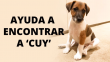 ¡Ayudemos a Sofía Mulánovich! Campeona busca a su cachorro que se perdió en Punta Hermosa 