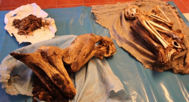 Las momias serán sometidas a una serie de análisis. (Foto: Agencia Andina) 