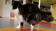 Gato vuelve a caminar gracias a patas biónicas