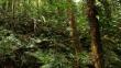 Instalan mesa de desarrollo para una buena mejor gestión forestal