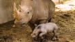Conoce al rinoceronte blanco que nació en el principal zoológico de Israel