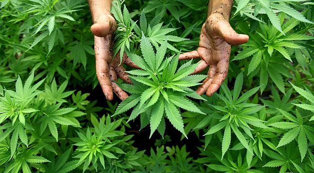 Ejecutivo presentará iniciativa para legalizar uso medicinal de marihuana. (USI)