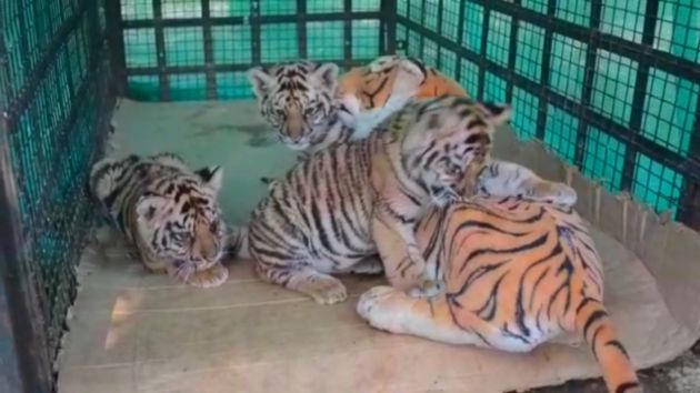 La mamá tigresa de plástico fue frotada con el excremento de la madre original para que sea más realista. (AFP)