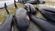300 ballenas mueren varadas en las costas de Nueva Zelanda