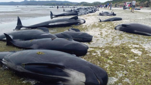 Se ha dispuesto transportar a las ballenas a un parque nacional inaccesible al público (Reuters)