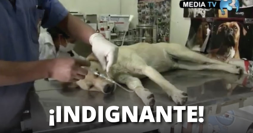 Los dueños de los animales los trasladaron hacia una veterinaria para salvarlos.
