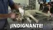 Ayacucho: Denuncian a trabajadores de la Municipalidad de Huanta de envenenar perros