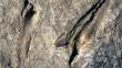 Hallan fósil de gusano gigante de 400 millones de años