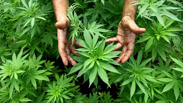 Gobierno pide aprobar la importación, venta y uso de la marihuana con fines medicinales. (Difusión)