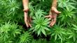 Gobierno pide aprobar la importación, venta y uso de la marihuana con fines medicinales