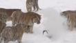 Esto es lo que pasa cuando pretendes usar un dron para captar a tigres siberianos