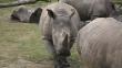 Hallan cuerpo de rinoceronte blanco asesinado en una reserva de París